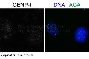 Image no. 1 for anti-Centromere Protein I (CENPI) (N-Term) antibody (ABIN503575) (CENPI antibody  (N-Term))