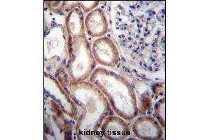 SLIT1 Antibody (N-term) (ABIN657297 and ABIN2846382) immunohistochemistry analysis in formalin fixed and paraffin embedded human kidney tissue followed by peroxidase conjugation of the secondary antibody and DAB staining.
