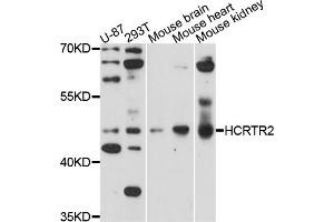 Western blot analysis of extracts of various cell lines, using HCRTR2 antibody (ABIN5971562) at 1/1000 dilution. (HCRTR2 antibody)