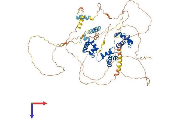 MYB Protein (AA 1-640) (His tag)