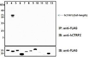 Immunoprecipitation (IP) analysis of the cell lysates from HEK293 cells transfected with empty vector or a panel of the FLAG-tagged CTRP family (full-length) followed by immunoblot analysis using anti-CTRP2 (human), pAb  antibody. (C1QTNF2 antibody)