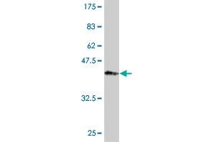 Plakophilin 4 antibody  (AA 12-110)