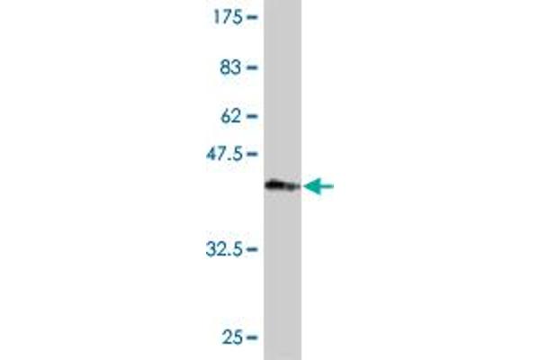 Plakophilin 4 antibody  (AA 12-110)