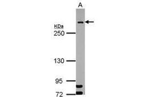 Image no. 2 for anti-Mdc1 (MDC1) (AA 642-954) antibody (ABIN1499348) (MDC1 antibody  (AA 642-954))