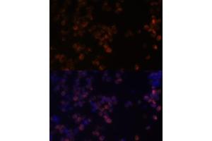 Immunofluorescence analysis of Raw264. (ZYX antibody  (AA 1-300))