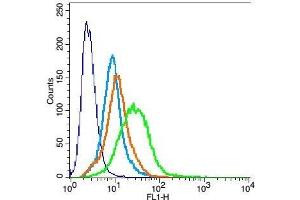 H9C2 cells probed with Rabbit Anti-kir 6. (KCNJ8 antibody  (AA 61-160))