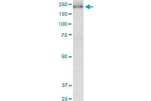 KIF13B monoclonal antibody (M01), clone 6E11. (KIF13B antibody  (AA 1-100))