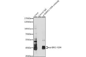 Immunoprecipitation (IP) image for anti-Mitogen-Activated Protein Kinase 3 (MAPK3) (pTyr204) antibody (ABIN3019890)