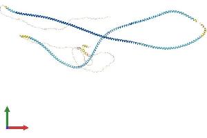 AlphaFold protein structure predicition of Human Recombinant SYCP1 Protein, UniprotID Q15431