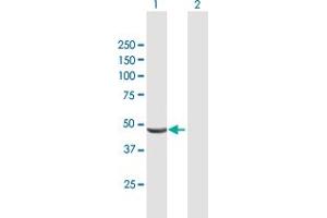 Western Blot analysis of SHPK expression in transfected 293T cell line by SHPK MaxPab polyclonal antibody. (SHPK antibody  (AA 1-478))