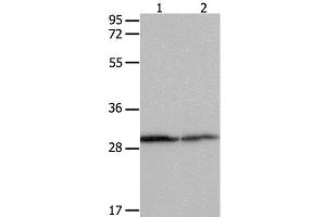 Western Blot analysis of Hela cell and Mouse kidney tissue using 14-3-3 beta/alpha Polyclonal Antibody at dilution of 1:550 (YWHAB antibody)