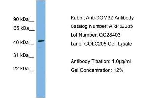 WB Suggested Anti-DOM3Z  Antibody Titration: 0. (DOM3Z antibody  (N-Term))