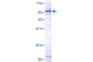 Image no. 1 for Target of EGR1, Member 1 (Nuclear) (TOE1) (AA 1-510) protein (GST tag) (ABIN1323318)