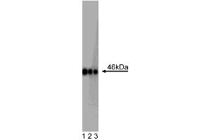 ES-E14TG2a mouse ES cells (ATCC CRL-1821) (OCT4 antibody  (AA 252-372))