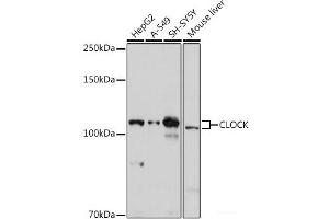 Western blot analysis of extracts of various cell lines using CLOCK Polyclonal Antibody at dilution of 1:1000. (CLOCK antibody)