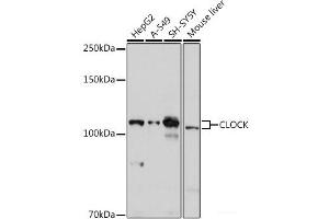 Western blot analysis of extracts of various cell lines using CLOCK Polyclonal Antibody at dilution of 1:1000. (CLOCK antibody)