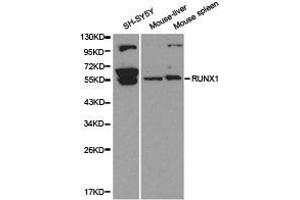 Western Blotting (WB) image for anti-Runt-Related Transcription Factor 1 (RUNX1) antibody (ABIN1874673) (RUNX1 antibody)