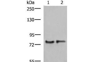 GPSM1 antibody