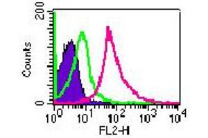 Image no. 2 for anti-Toll-Like Receptor 3 (TLR3) (AA 135-150) antibody (ABIN208623) (TLR3 antibody  (AA 135-150))