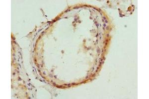 Immunohistochemistry of paraffin-embedded human testis tissue using ABIN7155995 at dilution of 1:100 (HMGCL antibody  (AA 1-325))