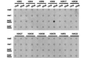 Dot-blot analysis of all sorts of methylation peptides using H3K9me2 antibody. (Histone 3 antibody  (H3K9me2))