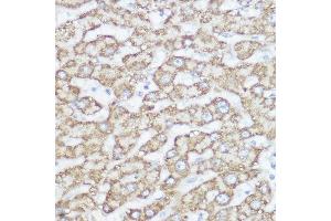Immunohistochemistry of paraffin-embedded human liver using NDUF Rabbit pAb (ABIN7268802) at dilution of 1:350 (40x lens). (NDUFA4 antibody  (AA 1-81))