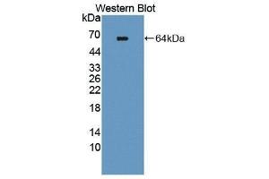 Western Blotting (WB) image for anti-TEK Tyrosine Kinase, Endothelial (TEK) (AA 44-341) antibody (ABIN3209243)