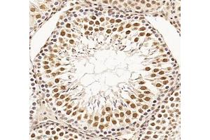 Immunohistochemistry (Paraffin-embedded Sections) (IHC (p)) image for anti-RNA Binding Motif Protein 8A (RBM8A) antibody (ABIN7075478)