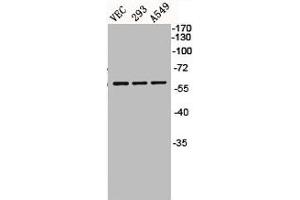 Western Blot analysis of VEC 293 A549 cells using BMP-5 Polyclonal Antibody (BMP5 antibody  (Internal Region))