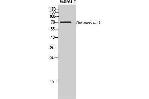 Western Blotting (WB) image for anti-Olfactomedin-Like 2A (OLFML2A) (Internal Region) antibody (ABIN3186427) (OLFML2A antibody  (Internal Region))