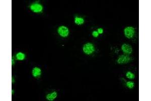 Image no. 2 for anti-Mitogen-Activated Protein Kinase Kinase 4 (MAP2K4) antibody (ABIN1499481) (MAP2K4 antibody)
