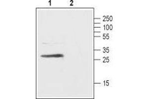 Western blot analysis of rat pancreas lysate:  - 1. (FFAR1 antibody  (3rd Extracellular Loop))
