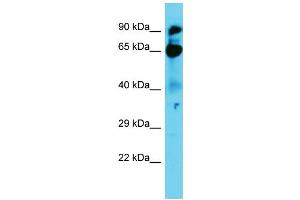 Host: Rabbit Target Name: NOL9 Sample Type: A549 Whole Cell lysates Antibody Dilution: 1. (NOL9 antibody  (N-Term))