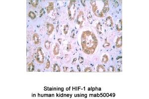 Image no. 2 for anti-Hypoxia Inducible Factor 1, alpha Subunit (Basic Helix-Loop-Helix Transcription Factor) (HIF1A) (AA 432-528) antibody (ABIN363203) (HIF1A antibody  (AA 432-528))
