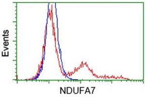 HEK293T cells transfected with either RC200534 overexpress plasmid (Red) or empty vector control plasmid (Blue) were immunostained by anti-NDUFA7 antibody (ABIN2454403), and then analyzed by flow cytometry.