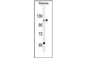 Western blot analysis of GIGYF1 Antibody (Center) in Ramos cell line lysates (35ug/lane). (GIGYF1 antibody  (Middle Region))