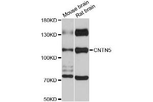 Western blot analysis of extracts of various cell lines, using CNTN5 antibody (ABIN6290256) at 1:3000 dilution.