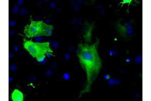 Anti-BRAF mouse monoclonal antibody (ABIN2452815) immunofluorescent staining of COS7 cells transiently transfected by pCMV6-ENTRY BRAF (RC211013). (BRAF antibody)