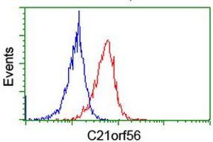 Image no. 3 for anti-Chromosome 21 Open Reading Frame 56 (C21orf56) antibody (ABIN1497041)