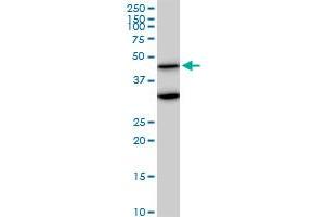 MAPK3 monoclonal antibody (M04), clone 1F7. (ERK1 antibody  (AA 279-379))