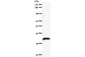Western Blotting (WB) image for anti-General Transcription Factor IIH, Polypeptide 4, 52kDa (GTF2H4) antibody (ABIN931120)