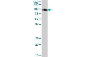 VASN MaxPab polyclonal antibody. (Vasn antibody  (AA 1-673))