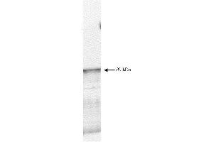 Western blot using  affinity purified anti-PDK-1 antibody shows detection of myc-tagged human PDK-1 at 60kDa in ~10 µg of a virus infected Sf9 cell lysate (arrow). (PDPK1 antibody  (C-Term))