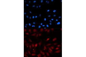 Immunofluorescence (IF) image for anti-Proliferation-Associated 2G4, 38kDa (PA2G4) antibody (ABIN1876564) (PA2G4 antibody)