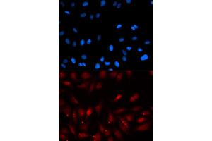 Immunofluorescence (IF) image for anti-Proliferation-Associated 2G4, 38kDa (PA2G4) antibody (ABIN1876564) (PA2G4 antibody)