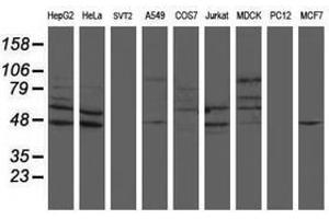 Image no. 1 for anti-SUMO1/sentrin/SMT3 Specific Peptidase 2 (SENP2) (AA 139-523) antibody (ABIN1490927)