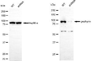 Western blotting analysis using gephyrin antibody (ABIN7798713). (Gephyrin antibody)