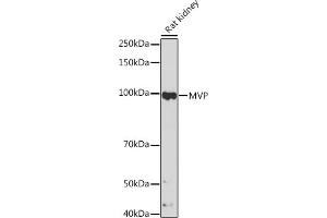 Western blot analysis of extracts of Rat kidney, using MVP Rabbit mAb (ABIN7268376) at 1:500 dilution. (MVP antibody)
