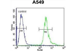 Flow cytometric analysis of A549 cells using LRRC6 Antibody (Center) Cat. (LRRC6 antibody  (Middle Region))