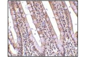 Immunohistochemistry of PHAP in human small intestine tissue with this product at 10 μg/ml. (PHAP1 antibody  (C-Term))